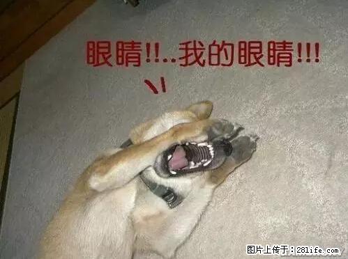 笑癫了!一女的怀孕三年未生,他终于忍不住了... - 娱乐八卦 - 商丘生活社区 - 商丘28生活网 sq.28life.com