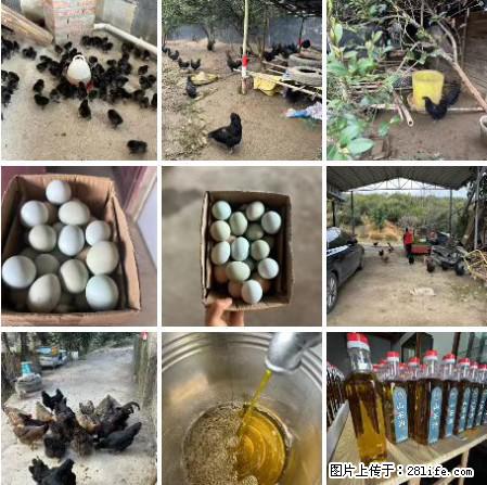 油茶园从小鸡仔开始养起的纯土鸡、土鸡蛋可以预定啦!还有前几天刚榨的纯山茶油哦 - 美食天地 - 商丘生活社区 - 商丘28生活网 sq.28life.com