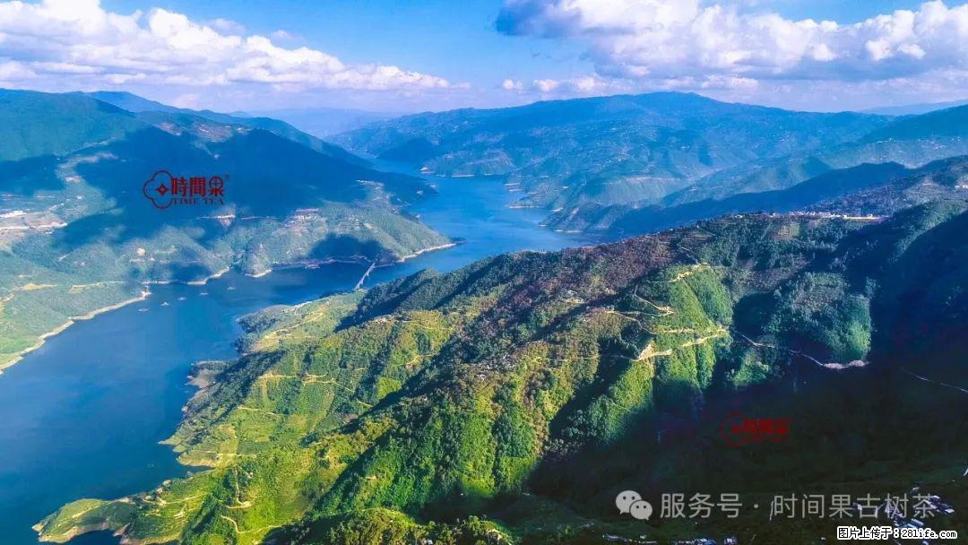 时间果百年古树龙珠普洱生茶 - 购物交流 - 商丘生活社区 - 商丘28生活网 sq.28life.com