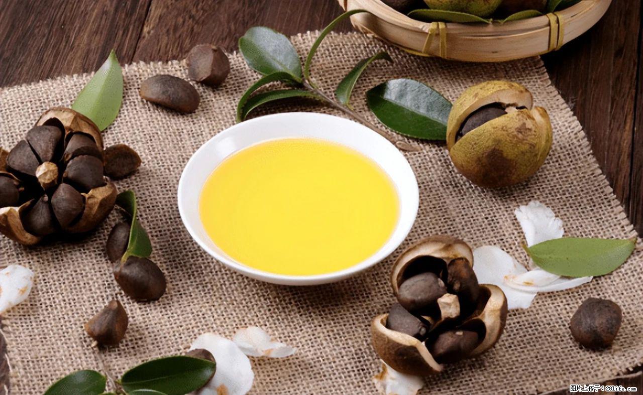 揭秘茶油的5大核心营养成分！被称为人体健康的“守护盾”！ - 商丘生活资讯 - 商丘28生活网 sq.28life.com