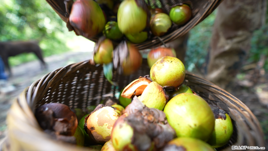 揭秘茶油的5大核心营养成分！被称为人体健康的“守护盾”！ - 商丘生活资讯 - 商丘28生活网 sq.28life.com