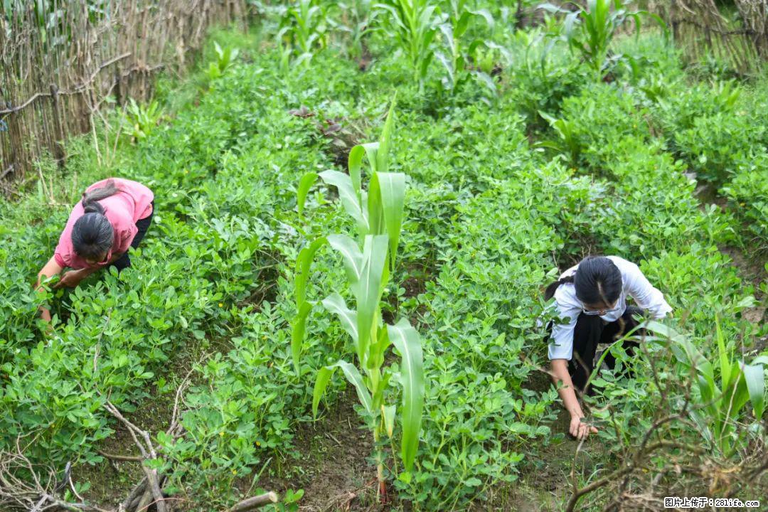 全网追的“扁担女孩”,找了一份暑假工,时薪12元 - 商丘生活资讯 - 商丘28生活网 sq.28life.com