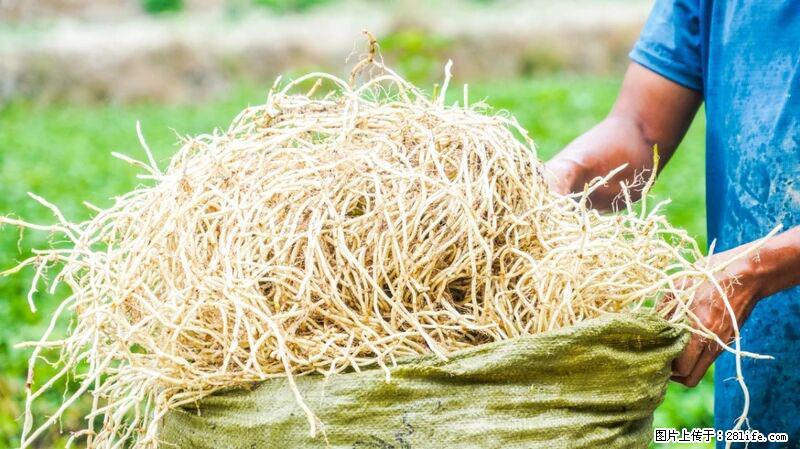 堪称“最难吃”的蔬菜,却是 “抗辐射神器”,还能护肺、清热、止咳化痰! - 商丘生活资讯 - 商丘28生活网 sq.28life.com