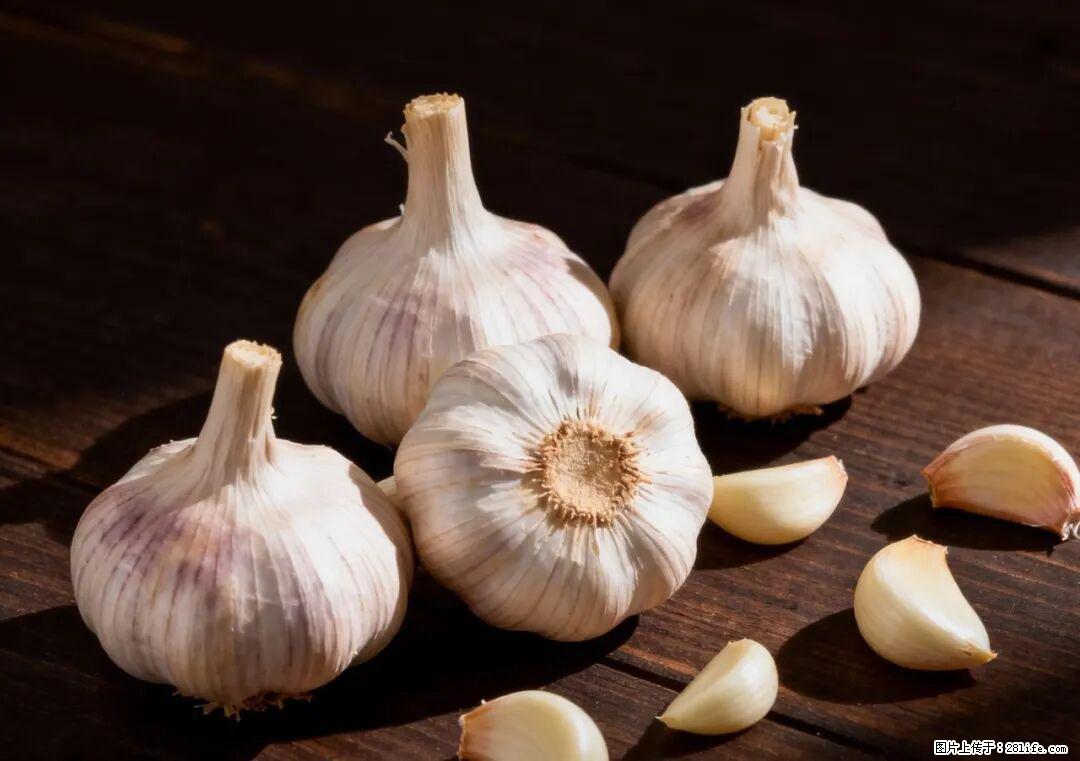 关于大蒜，除了“天然抗生素”，这4个谣言更该警惕! - 商丘生活资讯 - 商丘28生活网 sq.28life.com